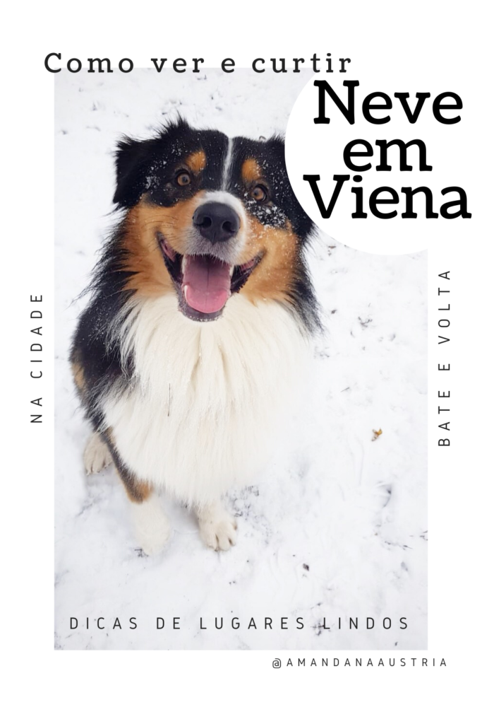 pastor australiano na neve em viena